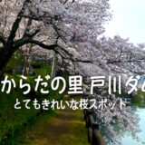 たからだの里戸川ダムキレイな桜スポット