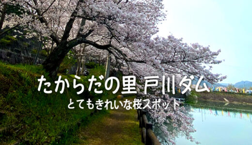 たからだの里戸川ダムキレイな桜スポット